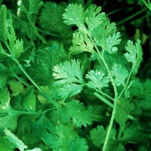 Cilantro Leisure Culinary Herbs Coriander USA Fast Shipping - £14.88 GBP