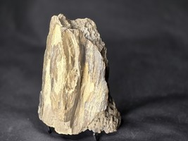 Petrified Wood Log Large Natural Decorative Crystal (02) - $42.56