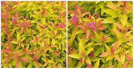 Spiraea Play Colorful Double Gold In &amp; Outdoor Live Plant 4&quot; Pot - C2 - £43.99 GBP