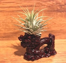 Tilla Critters Mushu One of a Kind Airplant Creations by Chili Fiesta Ha... - $19.00