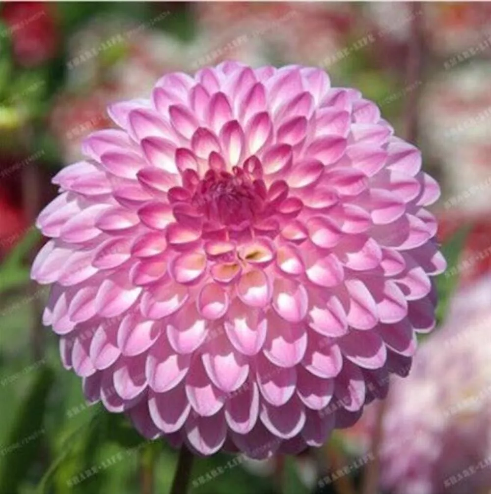 Light Pink KAFKA DAHLIA flower bloom plant USA Seller 20 SEEDS  - $9.00