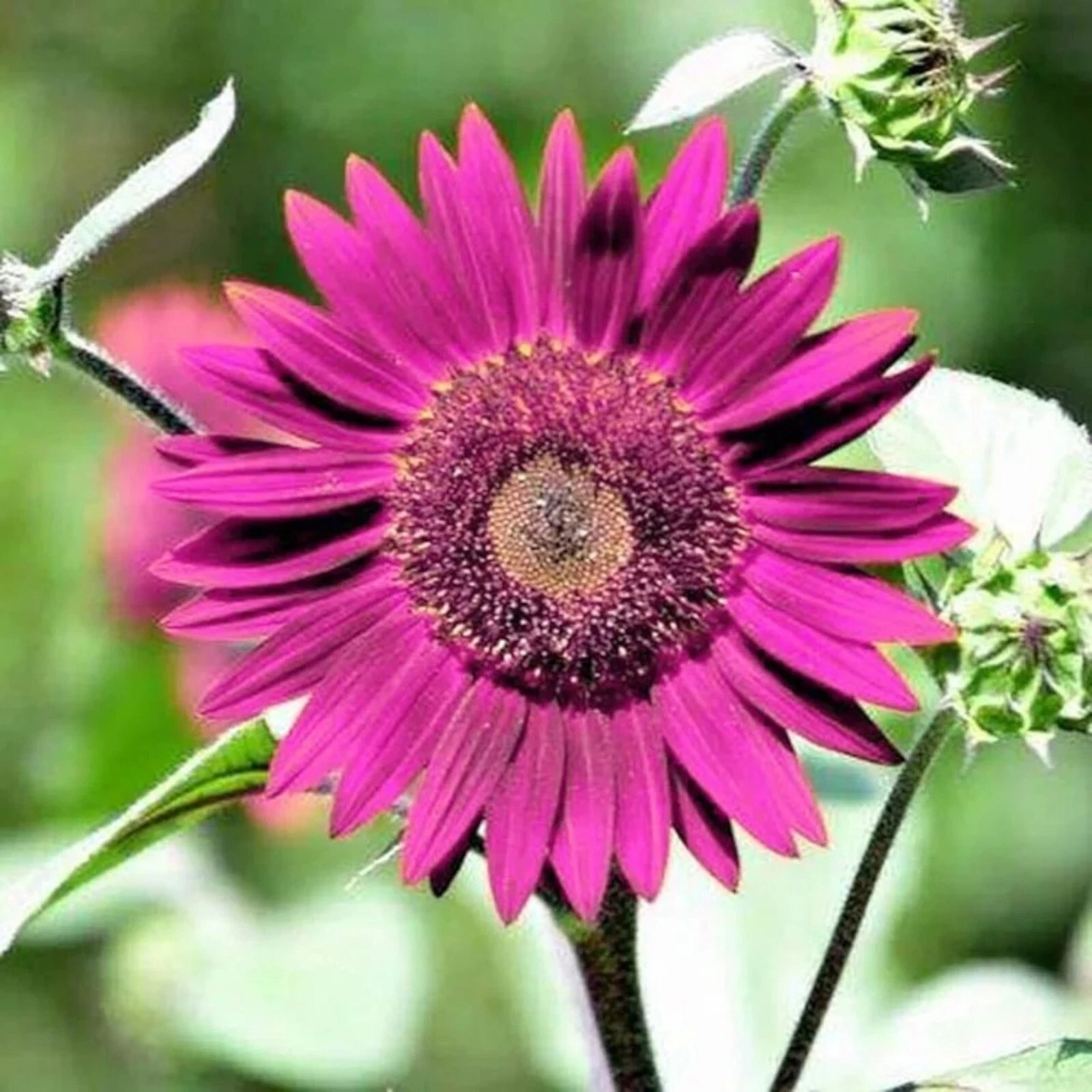 50pcs Purple Sunflower Seeds for Planting - Non-GMO Heirloom Garden - $10.98