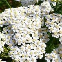 White Yarrow Seeds NON-GMO Heirloom 300 Seeds Fresh Garden  - £5.64 GBP