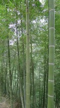 From US 50 Gang Zhu Bamboo Seeds Privacy Climbing Garden Clumping Shade Screen 7 - £9.07 GBP