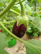 Fresh Little Prince Desi Eggplantbrinjal 250Mg 50 Seeds Container Variety - £4.57 GBP