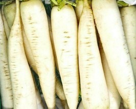 US Seller Radish Seeds 200+ White Icicle Garden Vegetables Culinary Cooking - £6.39 GBP