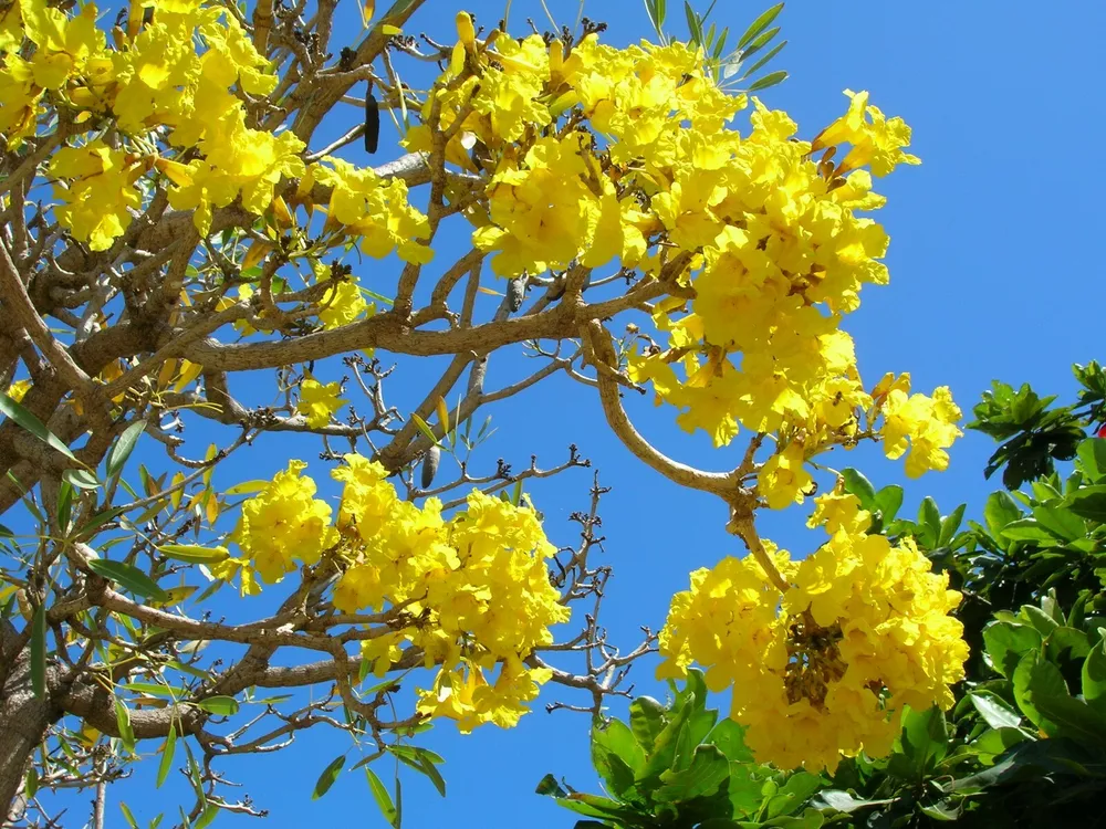 Tabebuia Aurea Yellow Trumpet Tree Seeds - £9.50 GBP