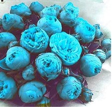 10 pcs Paeonia Lactiflora Seeds - Sky Blue Double Flowers FRESH SEEDS - £8.27 GBP