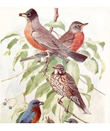 Robins And Bluebirds 1936 Bird Art Lithograph Color Plate Print DWU12A - $39.99