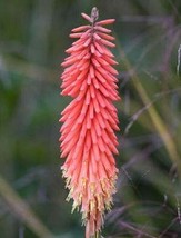 USA SELLER 25 Nancy Red Torch Lily Hot Poker Flower Seeds Perennial 846 Free Shi - £11.49 GBP