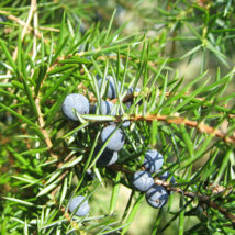 Juniperus Communis - 50 Seeds - $7.68