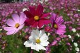 Cosmos Seeds Sensation Mix 100 Ct Flower Garden ANNUAL USA SELLER  - £6.88 GBP