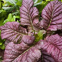 Red Giant Mustard Naturally Grown Open Pollinated Micro Greens Fresh Garden Seed - £13.22 GBP