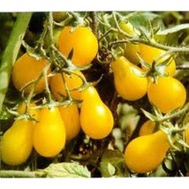 Yellow Pear Tomatoes  10 Seeds  Garden Beautiful USA SELLER - £4.43 GBP