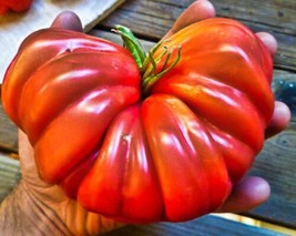 THJAR Tomato Seeds 200 Red Mushroom Basket Tomato Seeds Organic Heirloom Vegetab - $9.98