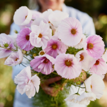 Cupcakes Mix Cosmos - 30 Seeds - $6.88