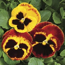 Pansy Seeds Colossus Fire 50 Seeds Drought Tolerant   - $22.00