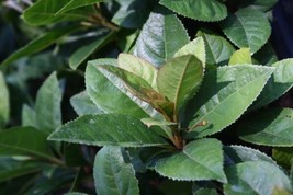 Ardisia Japonica Marlberry Shrub Seeds Garden USA SELLER - £13.44 GBP