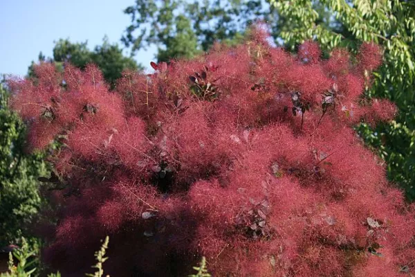 Purple Smoke Tree 100 Seeds Cotinus Coggygria Purpureus Purple Smoke Bus... - $6.38