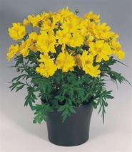 BPA 1 Oz Dwarf Yellow Lemon Cosmos Flower Seeds Drought Poor Soils Cut Flowers - £14.26 GBP