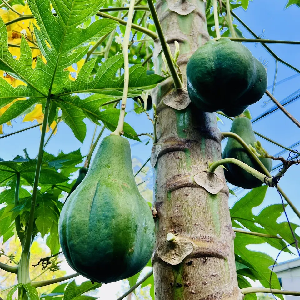 Fruit Tree: Hanging Papaya (Carica papaya) 8 to 12 inches live plant - £37.33 GBP
