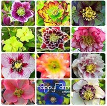 20 Seeds Japanese Potted Helleborus Plant Seeds Mixed Flowers Us Seller - £6.03 GBP