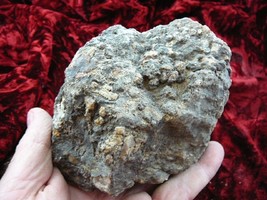 (DF843-102) Fossil REAL DINOSAUR POOP Coprolite scat Dino Valley Utah DU... - £47.85 GBP