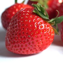 25 Strawberry Plants Jewel - June Bearing Strawberry Plants - Jewel Stra... - $64.99