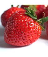 25 Strawberry Plants Jewel - June Bearing Strawberry Plants - Jewel Stra... - £49.66 GBP