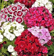 Sweet William Dianthus 200 Seeds Fast Shipping - £6.35 GBP