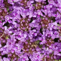 1,000 Seeds Creeping Thyme Beautiful Blooms Dwarf 6 Inch Variety. Non-GMO USA - £10.22 GBP