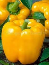10 Pc Seeds California Golden Bell Plant, Sweet Pepper Vegetable Seeds | RK - £15.07 GBP