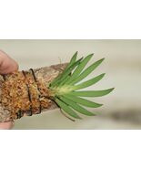 ORNITHOCEPHALUS DOLABRATUS SMALL ORCHID MOUNTED - $43.00