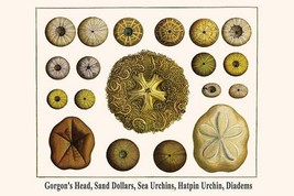 Gorgon&#39;s Head, Sand Dollars, Sea Urchins, Hatpin Urchin, Diadems by Albertus Seb - £17.53 GBP+