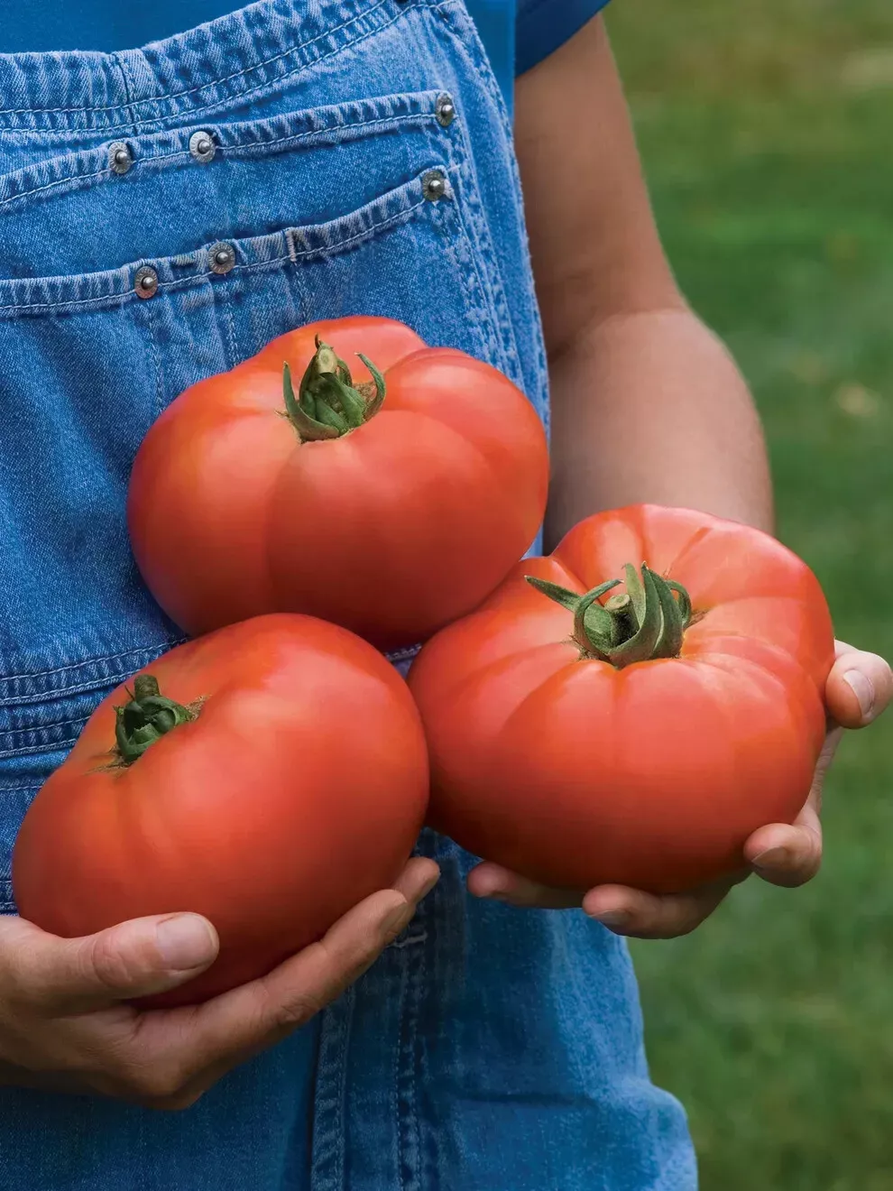 50 Seeds Porterhouse Tomato Vegetable Garden - £7.76 GBP