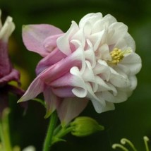 200 Pink Petticoat Columbine Aquilegia Flower Seeds - £23.10 GBP