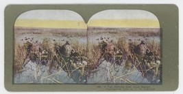 1899 Colorized Stereoview  A Fall Morning Over Duck Decoys Ingersoll.  Hunters - £14.56 GBP