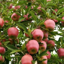 20 Paradise Red Apple Seeds Malus Domestica Sweet Edible Fruit Tree Fres... - $11.00