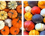 40 Seeds MINI MIX PUMPKIN Miniature Cucurbita Pepo White Green Orange St... - $26.93