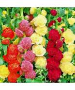 HT 200 Hollyhock Spring Mix Seeds Hummingbird Huge Flowers Bees Planting... - $13.03 CAD
