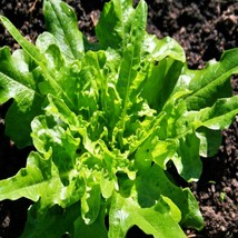 Royal Oakleaf Lettuce Gourmet Gardening Fresh USA SHIPPING - $12.35