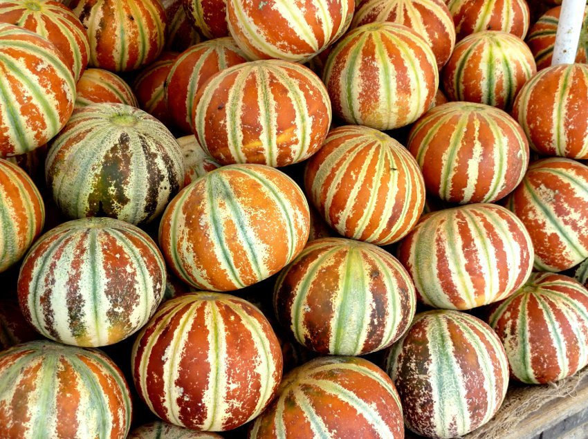5 Kajari Melon Seeds-1350