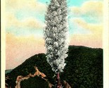 Yucca Palm Spanish Dagger Tree California CA UNP WB Postcard B3 - $2.92