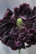 Super Black Tree Peony, 5 Seeds D - $10.35