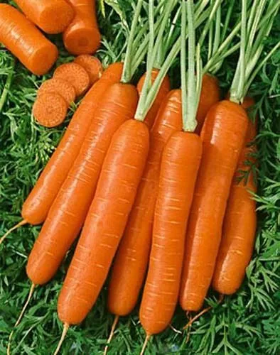 Fresh Seeds Carrot Scarlet Nantes Vegetable 4000 Seeds - £10.93 GBP