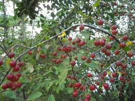 LIVE PLANT Siberian Crabapple Tree seedling True Shrub form wildlife hardy  - £38.36 GBP