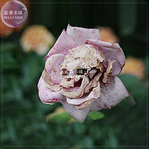 The Death Rose Seeds 100 Seeds Pack Garden USA Shipping - $9.82