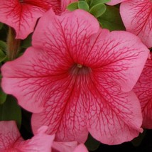 50 Pelleted Petunia Seeds Mambo Red Vein Garden USA - £8.50 GBP