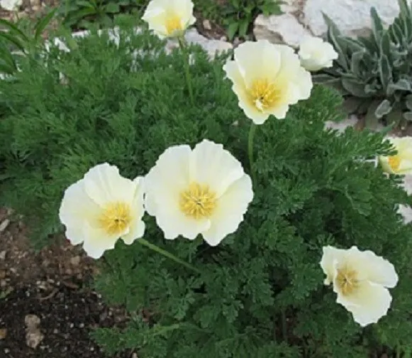 2 500 White Linen California Poppy Seeds Starts Nursery Seeds - £10.69 GBP