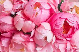 “ 10 PCS Chinese Peony Tree Seeds - Light Pink Double Flowers Ball Type GIM ”
